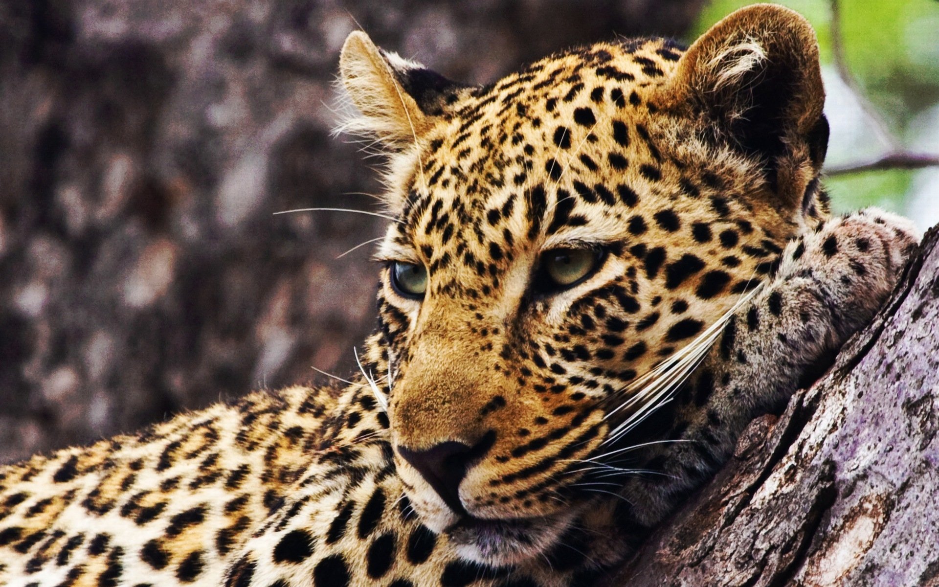 Free Leopard high quality background ID:448317 for hd 1920x1200 computer