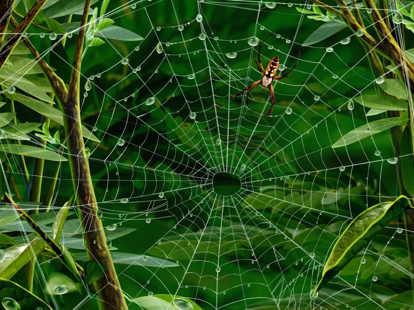 High resolution Spider hd 1440x1080 background ID:22139 for PC