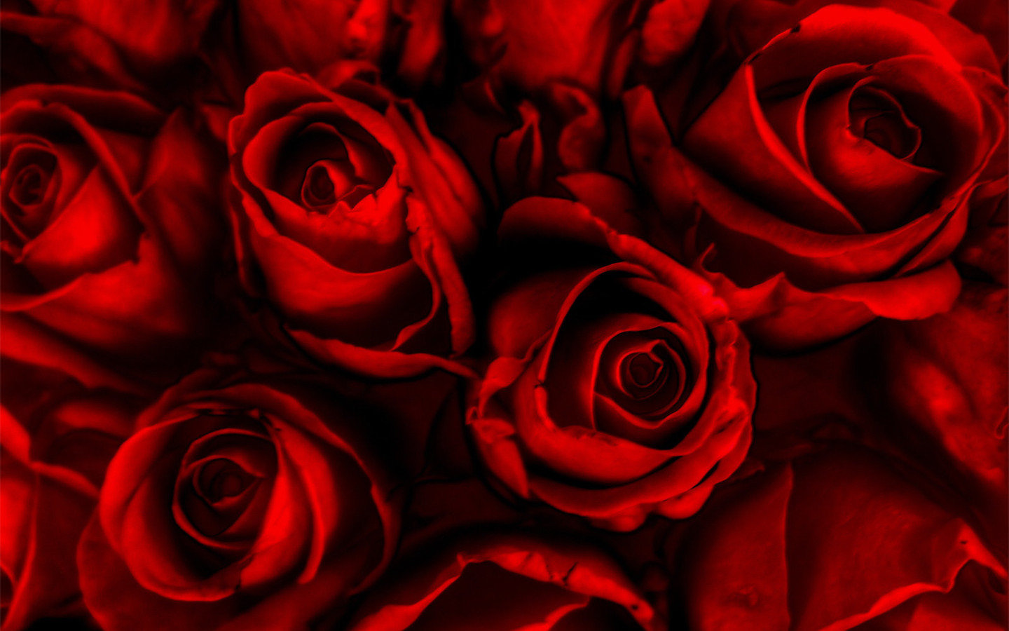Awesome Rose free background ID:473139 for hd 1440x900 desktop