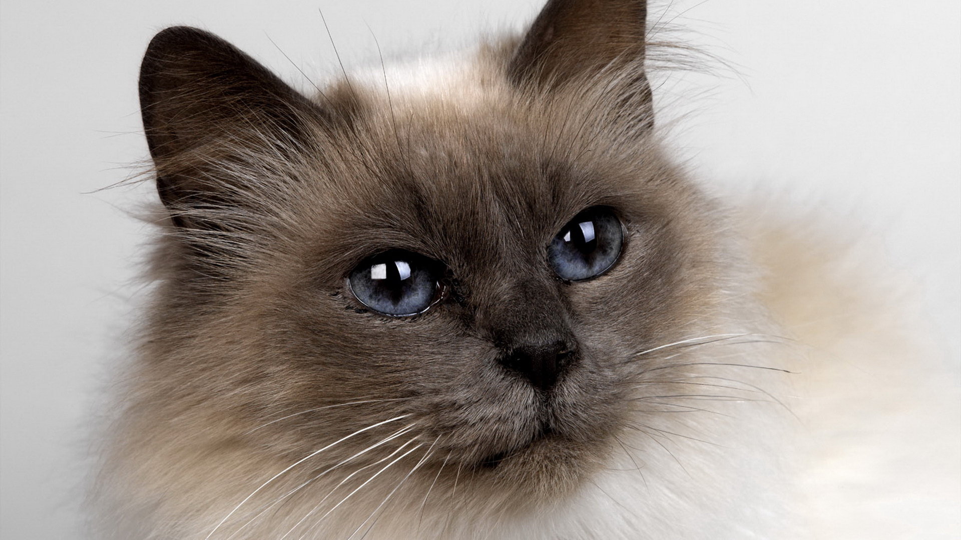 Best Cat background ID:427544 for High Resolution hd 1080p desktop