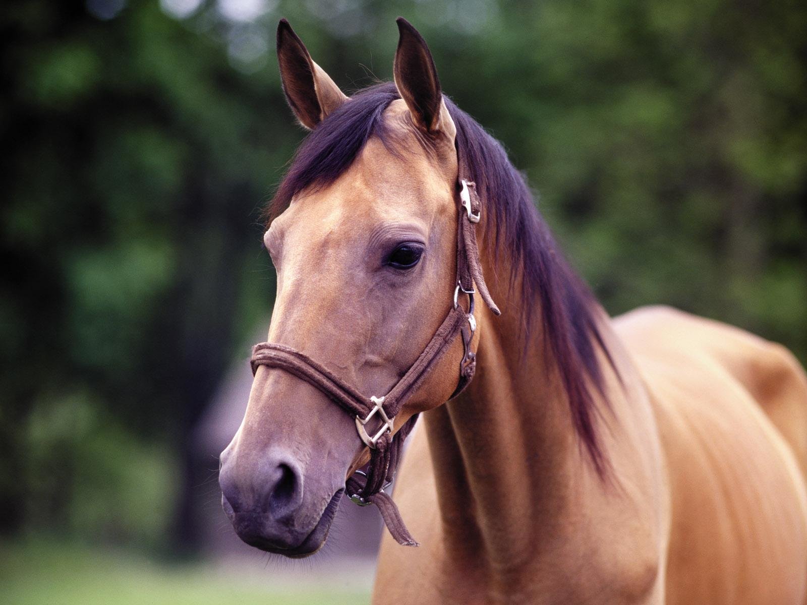 Free Horse high quality background ID:24048 for hd 1600x1200 computer