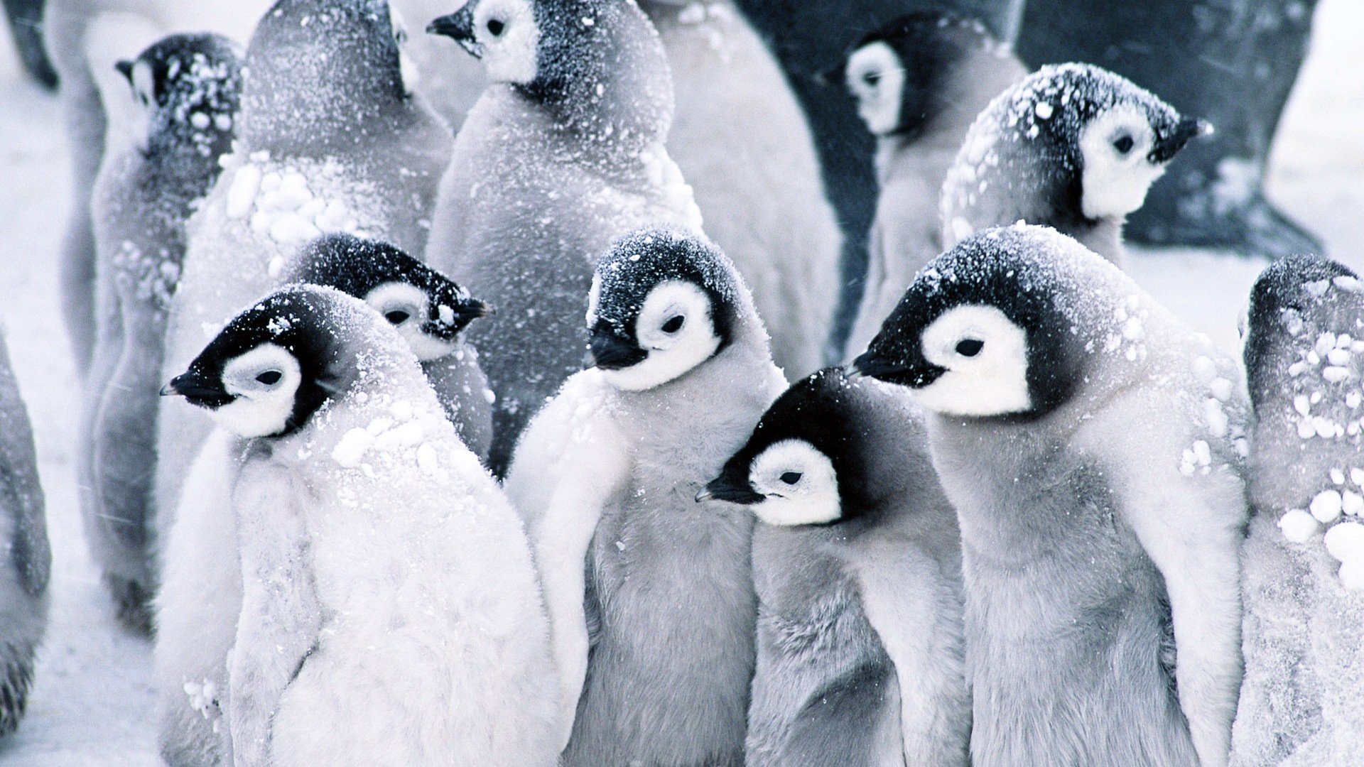Awesome Penguin free wallpaper ID:149248 for full hd 1920x1080 PC