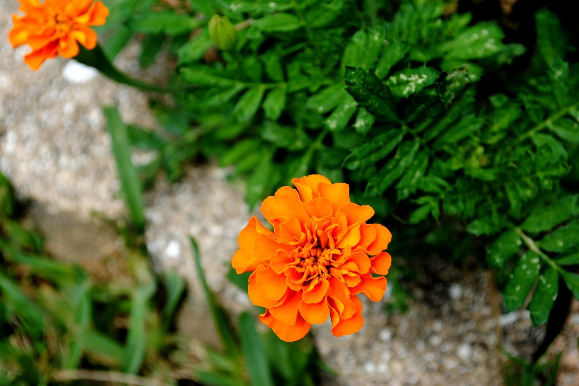 Download hd 1920x1280 Marigold PC wallpaper ID:122674 for free