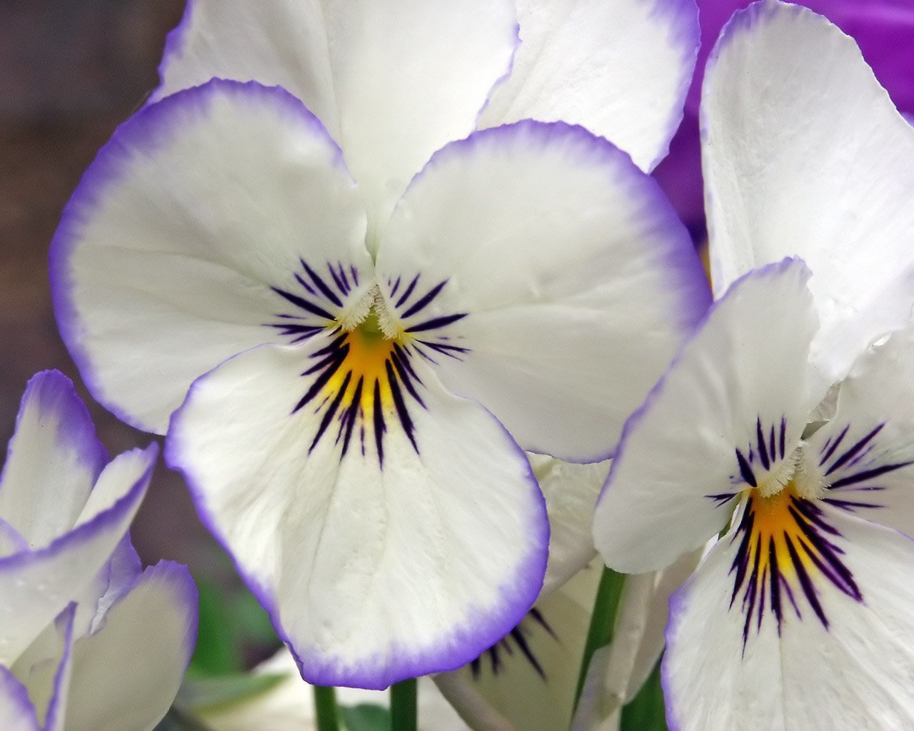 Awesome Pansy free wallpaper ID:163651 for hd 1280x1024 PC