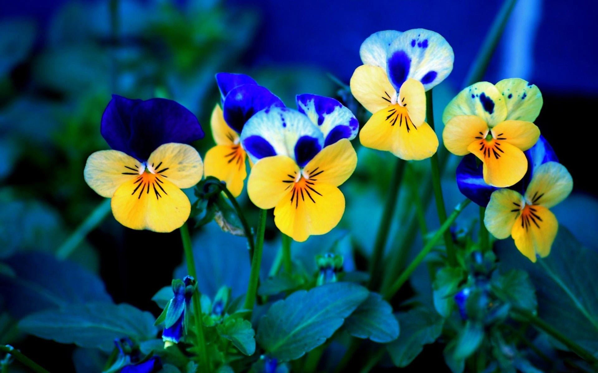 Download hd 1920x1200 Pansy computer wallpaper ID:163608 for free