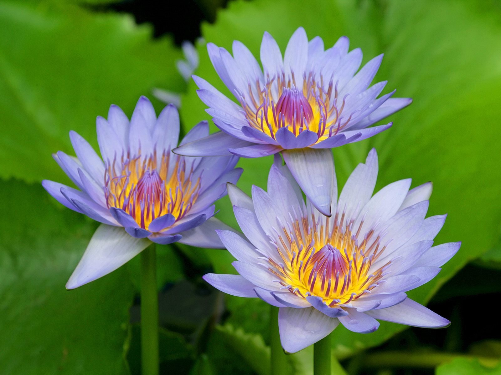 Free Water Lily high quality wallpaper ID:366192 for hd 1600x1200 PC