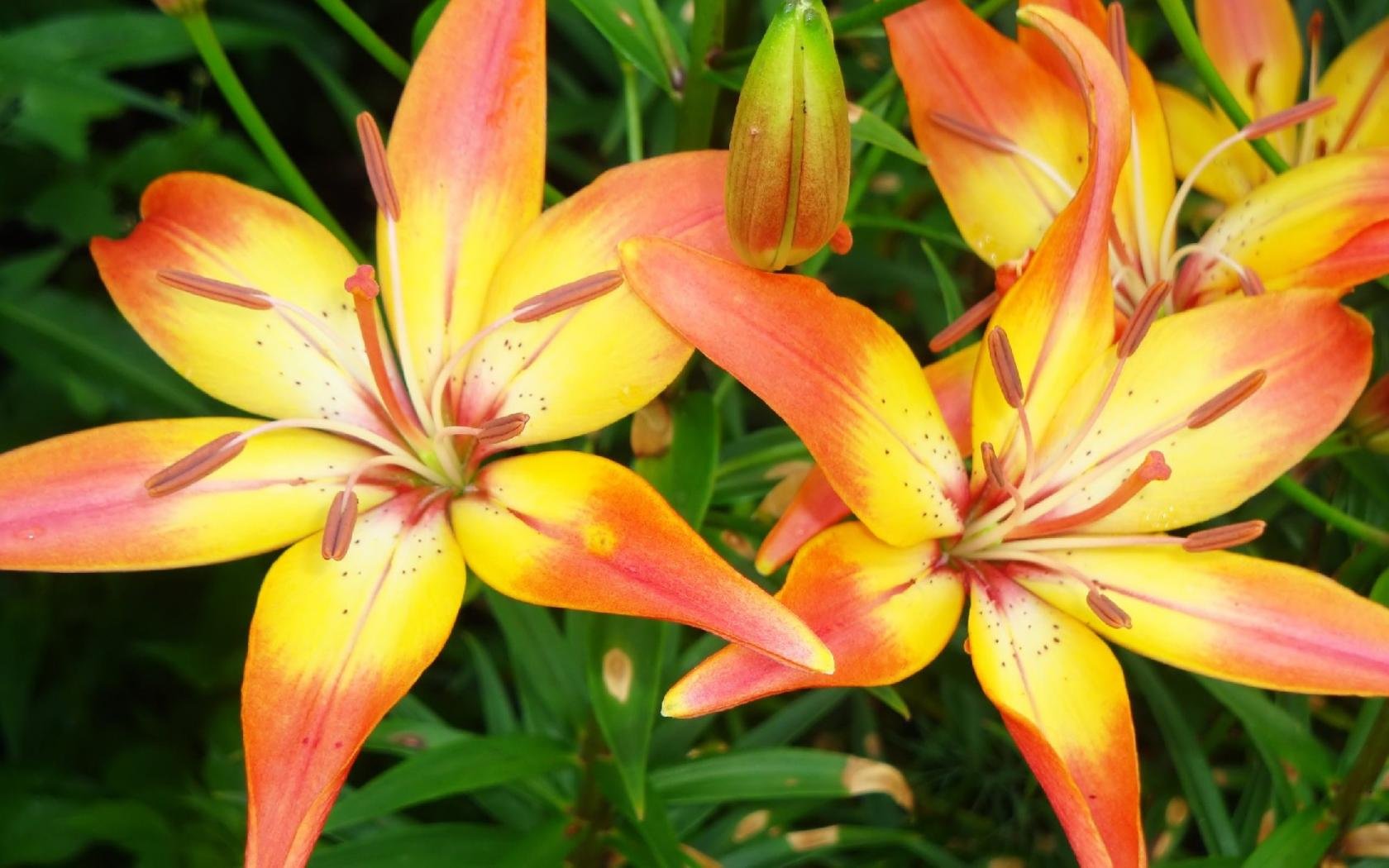 Free download Lily background ID:132014 hd 1680x1050 for computer