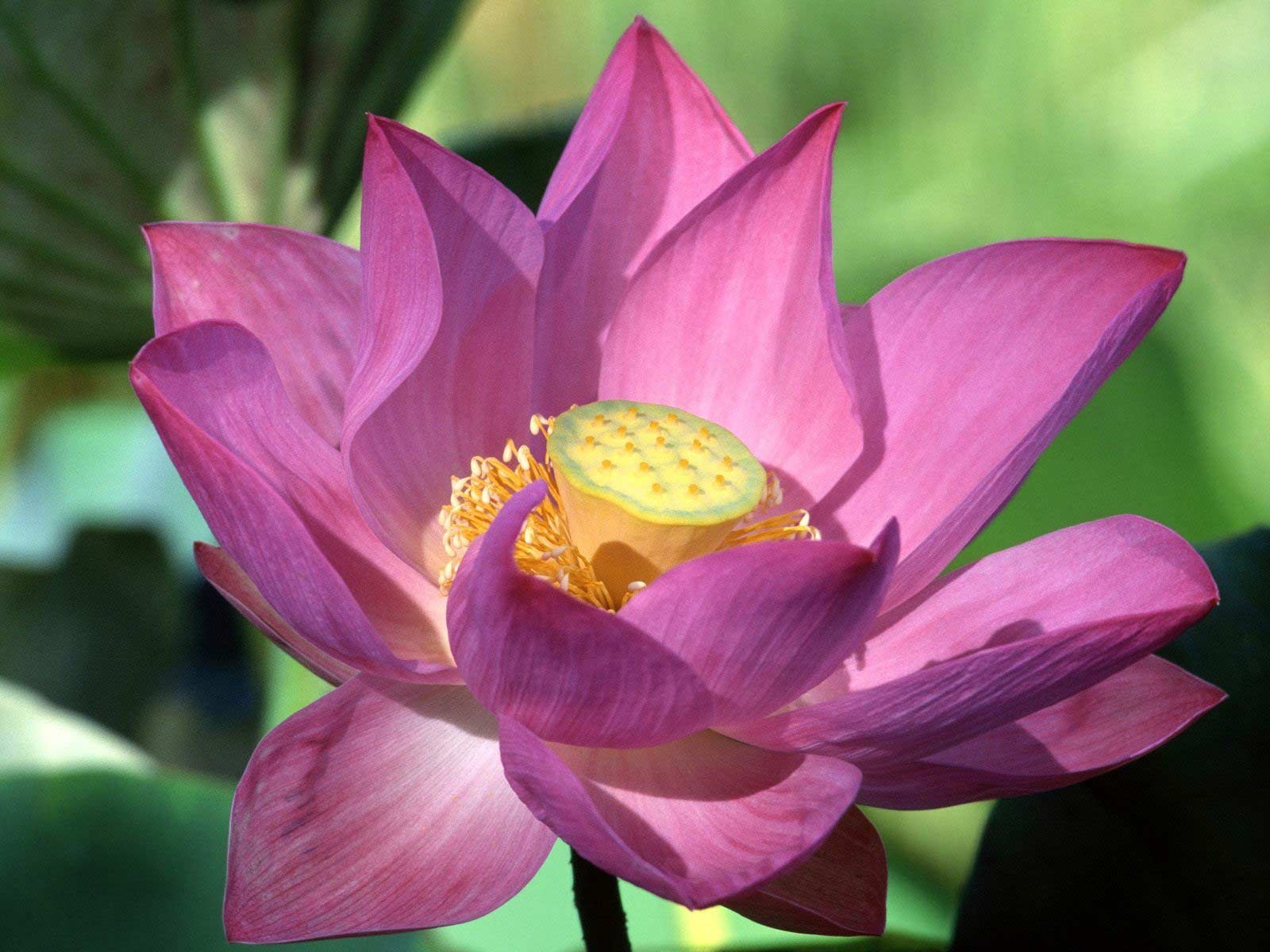 Awesome Lotus flower free background ID:48414 for hd 1600x1200 computer