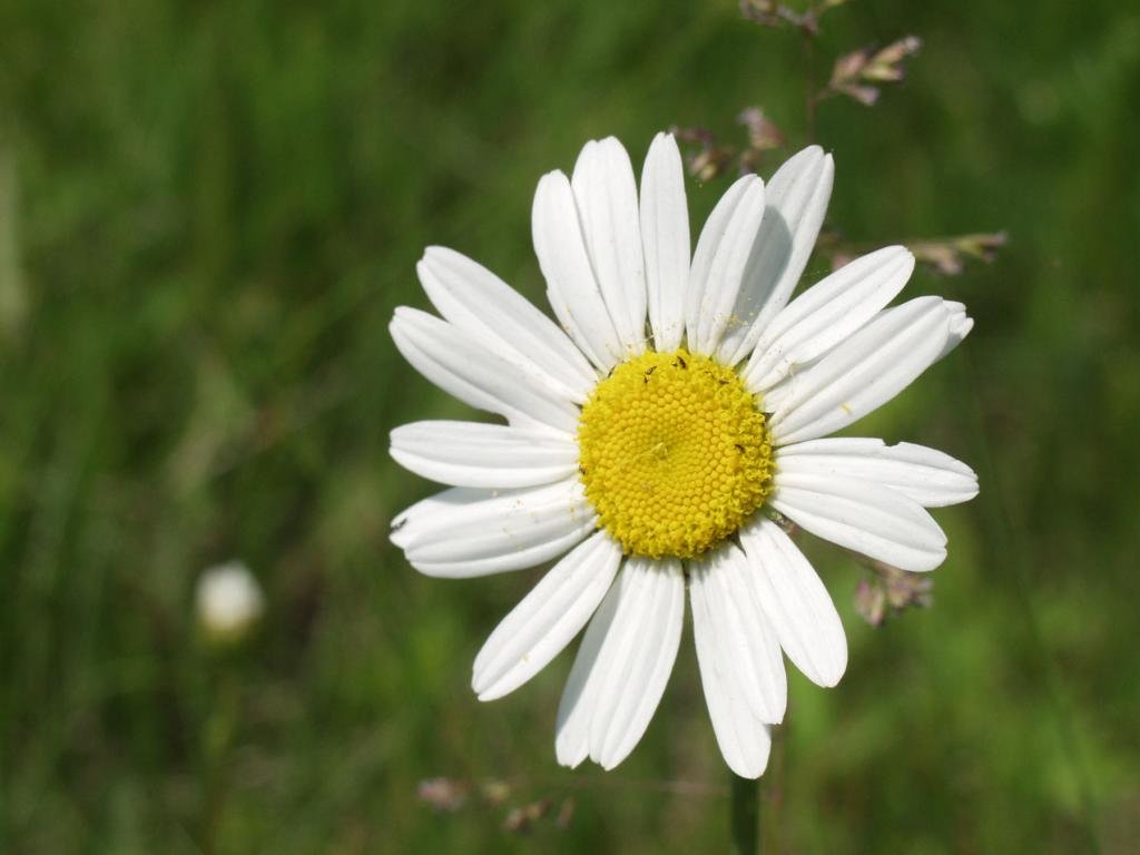 High resolution Daisy hd 1024x768 background ID:363417 for PC