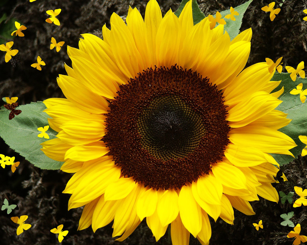 Awesome Sunflower free wallpaper ID:226371 for hd 1280x1024 computer