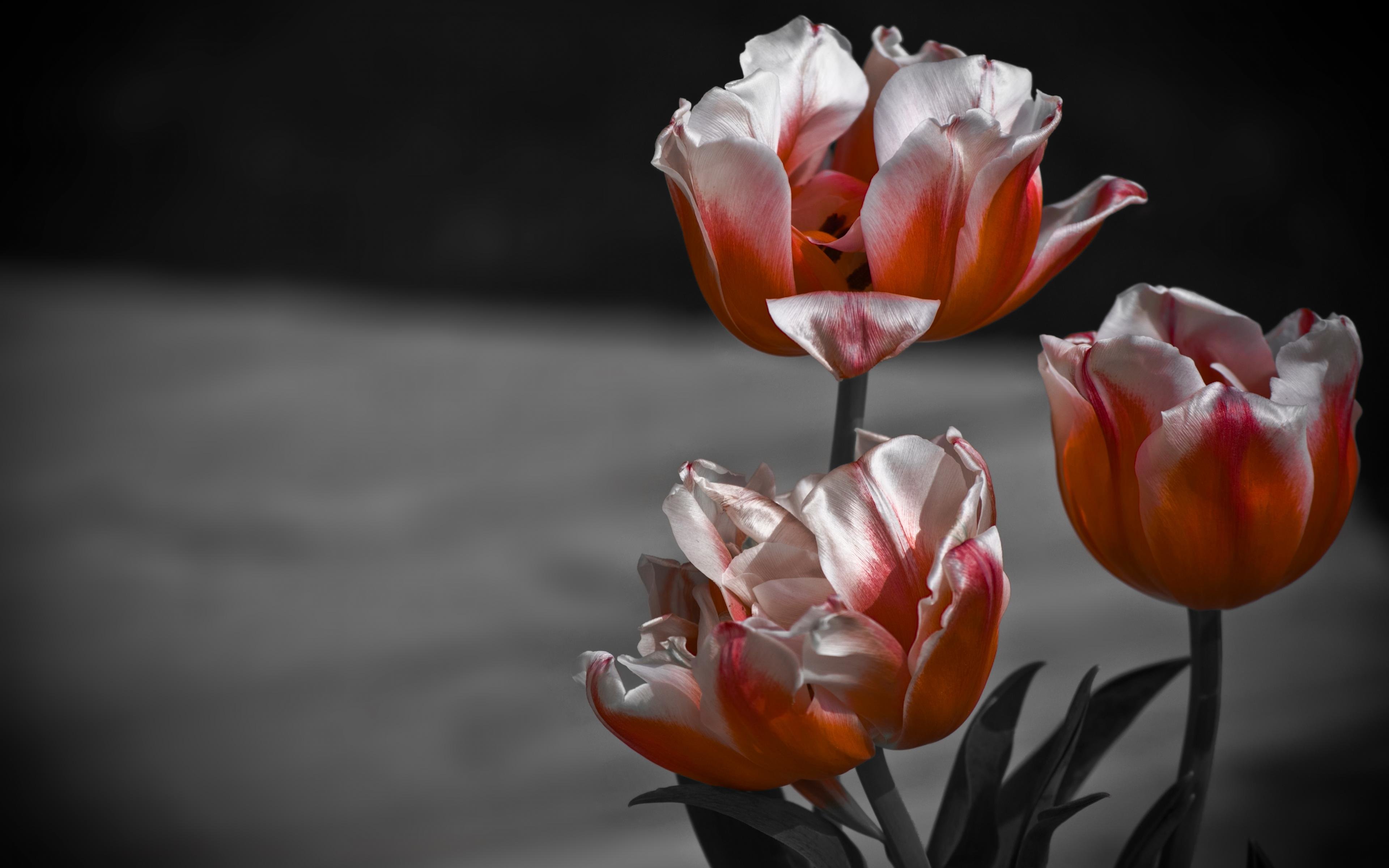 Awesome Tulip free wallpaper ID:157120 for hd 3840x2400 computer