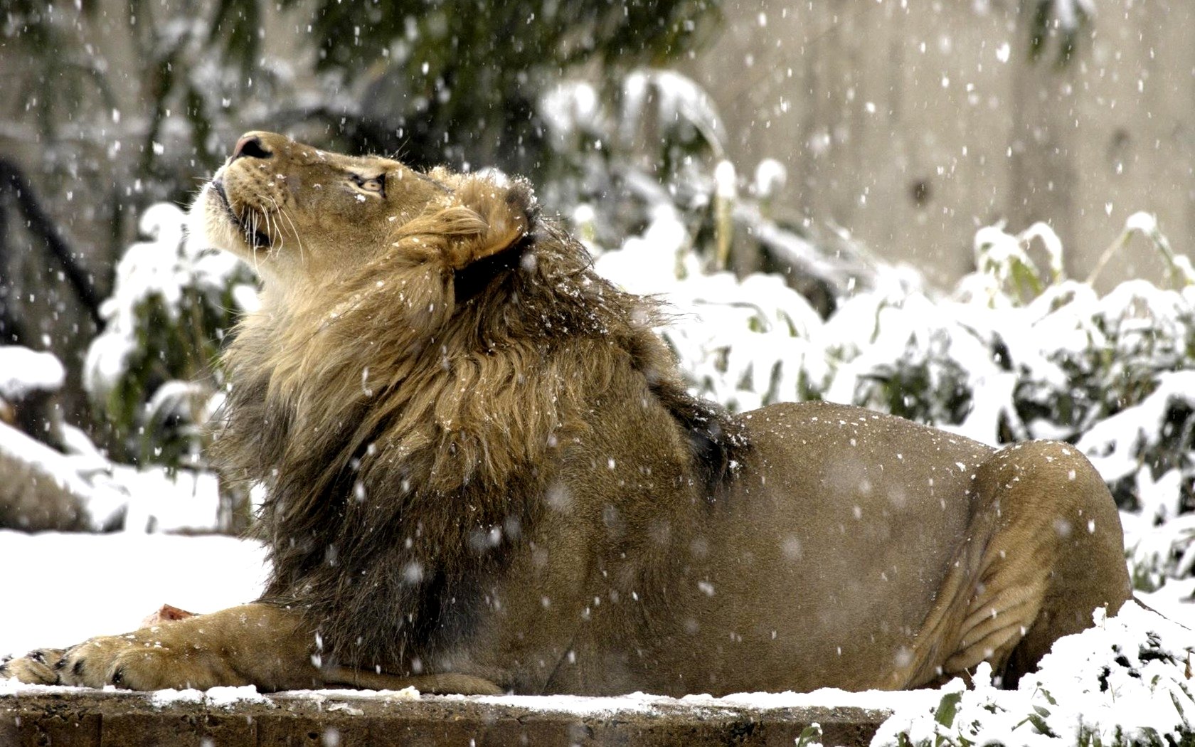 Awesome Lion free wallpaper ID:255177 for hd 1680x1050 desktop