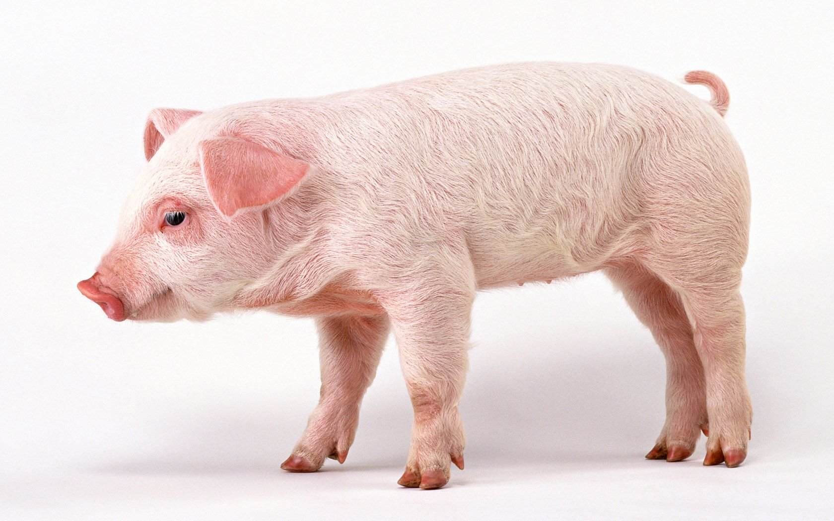 High resolution Pig hd 1680x1050 background ID:452568 for computer