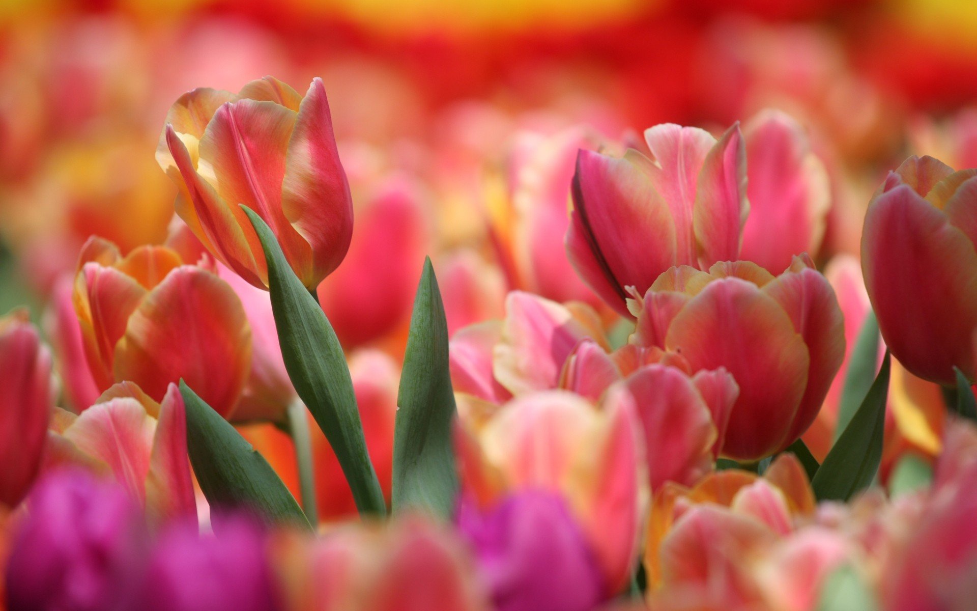 Download hd 1920x1200 Tulip PC background ID:157169 for free