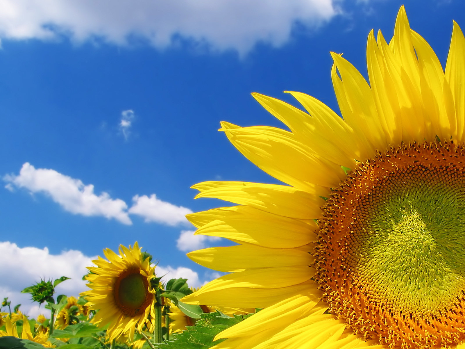 Download hd 1600x1200 Sunflower PC background ID:226275 for free